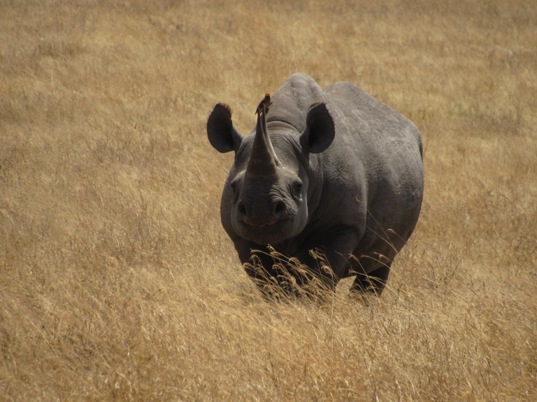 Un rinoceronte in un campo con un uccello sul dorso